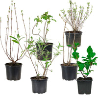 6x Fragrant hedge - Mix - Hardy - Hardy plant