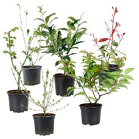 6x Evergreen hedge - Mix - Hardy - Hardy plant