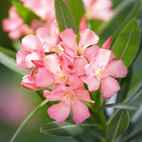 Nerium oleander pink including Elho decorative pot, anthracite