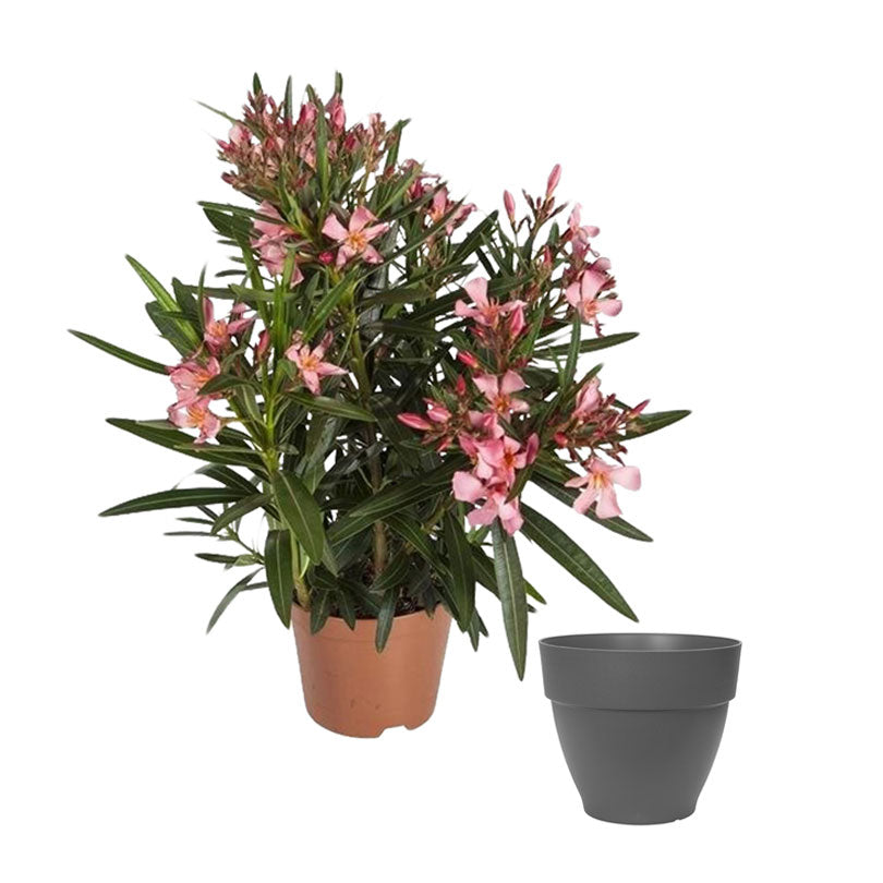 Oleander Calypso Pink Nerium Oleander 10” high quality inch pot