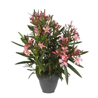 Nerium oleander pink including Elho decorative pot, anthracite