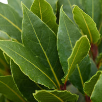 Bay laurel tree Laurus nobilis green including Elho decorative pot, anthracite - Hardy plant