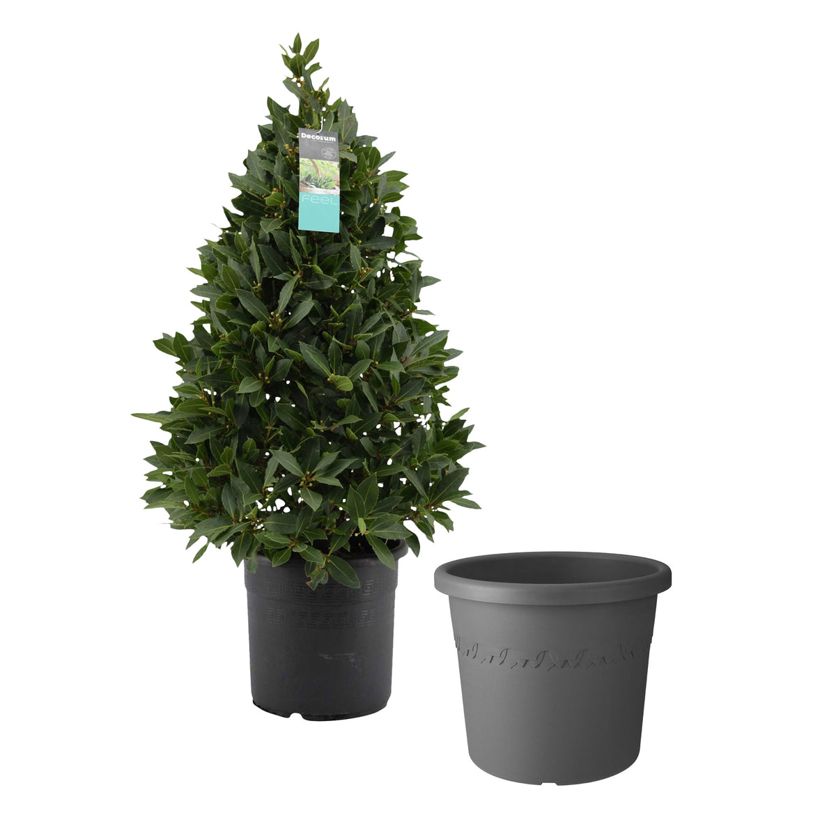 Bay laurel tree Laurus nobilis green including Elho decorative pot, anthracite - Hardy plant