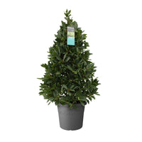 Bay laurel tree Laurus nobilis green including Elho decorative pot, anthracite - Hardy plant