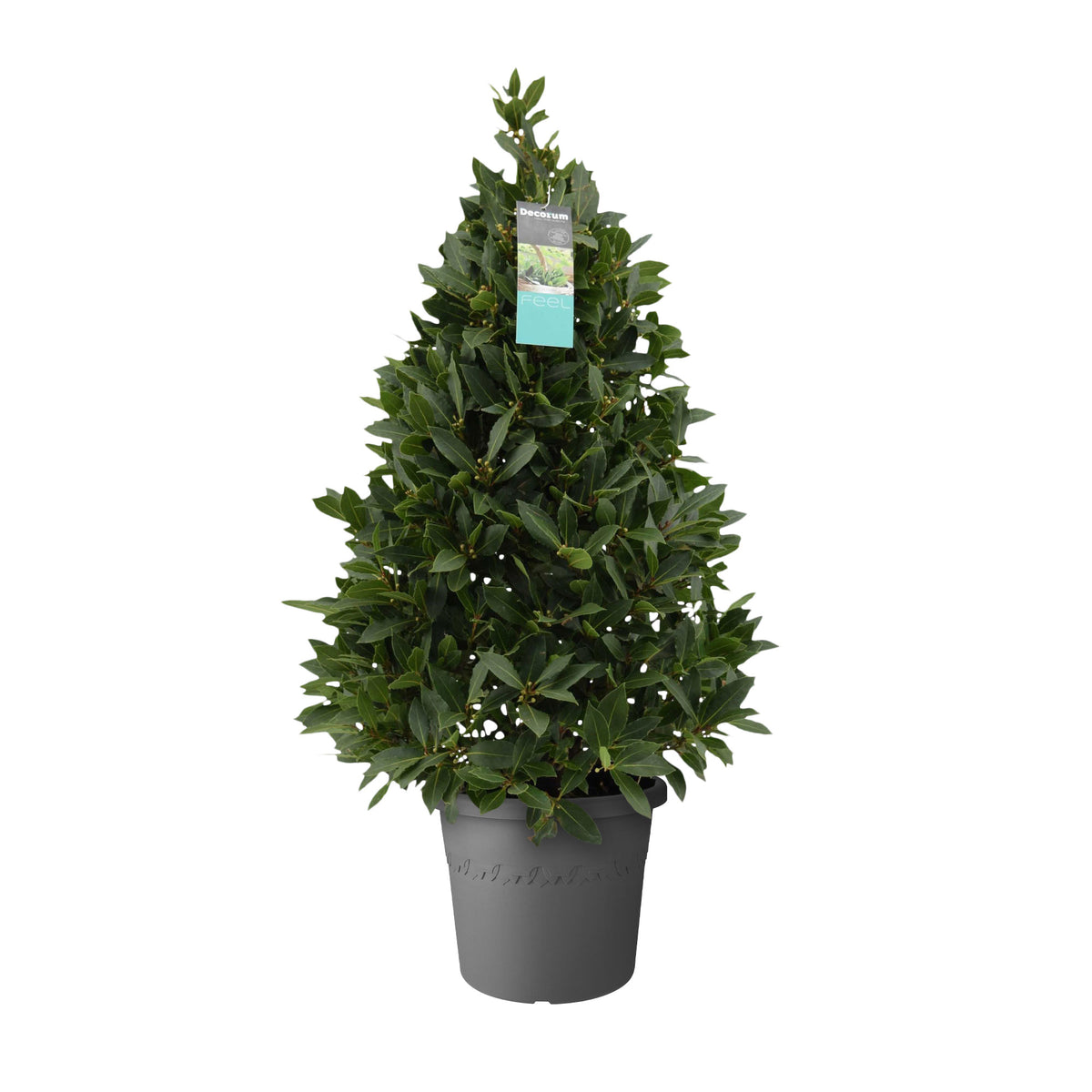 Bay laurel tree Laurus nobilis green including Elho decorative pot, anthracite - Hardy plant
