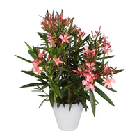 Nerium oleander pink including Elho decorative pot, white