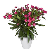 Nerium oleander red including Elho decorative pot, white