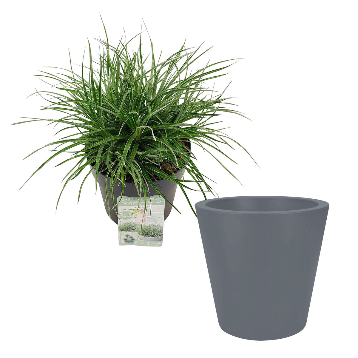 Bromelia  Fascicularia 'Bicolor' Red-Purple incl. decorative pot - Hardy plant