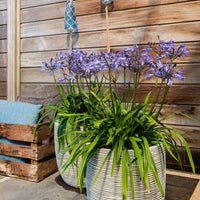 African lily Agapanthus 'Summer Love' Blue - Hardy plant