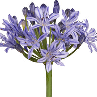 African lily Agapanthus 'Summer Love' Blue - Hardy plant
