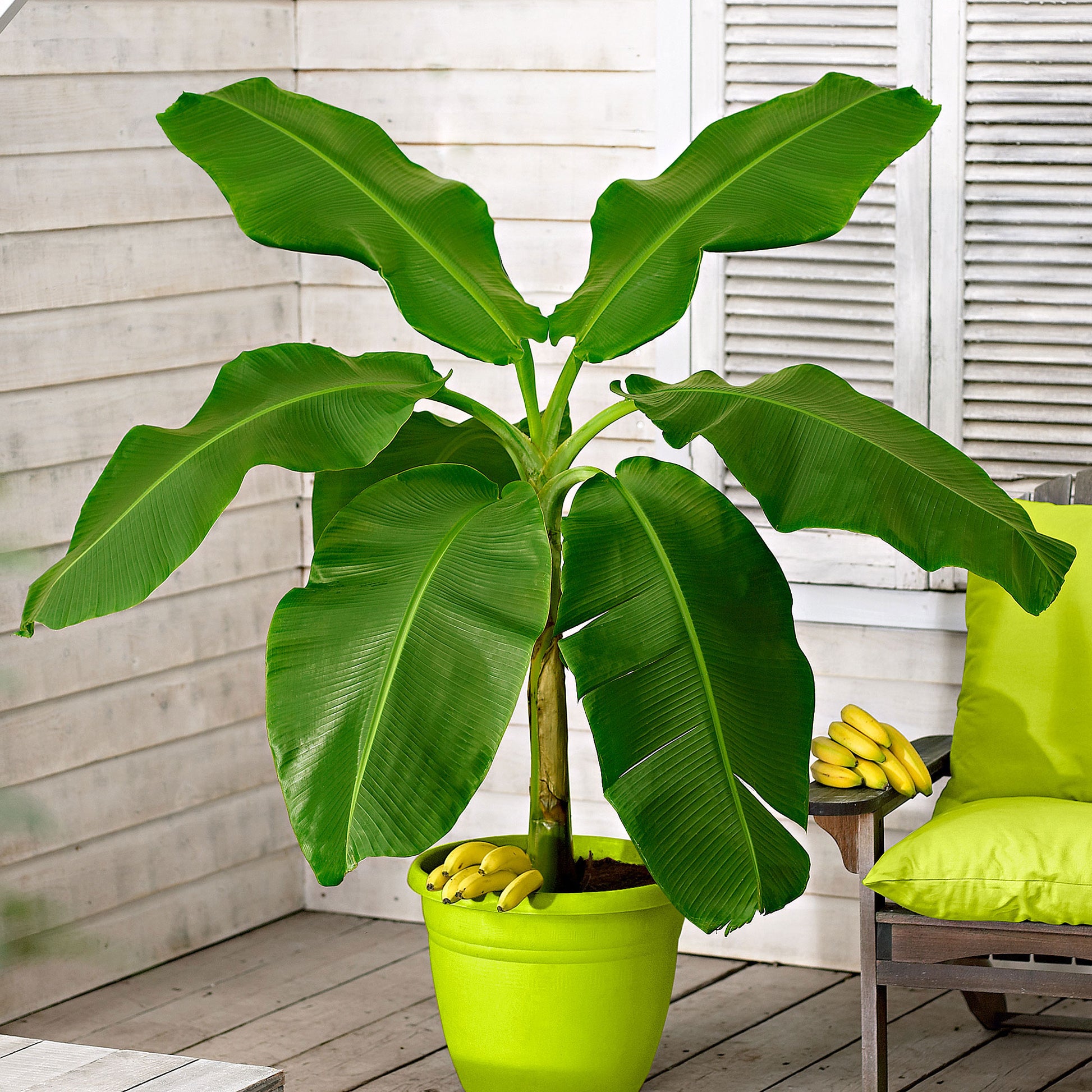 banana plants in pots Banana plant Musa basjoo incl. Elho decorative pot, green
