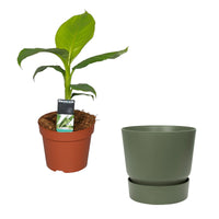 Banana plant  Musa basjoo incl. Elho decorative pot, green
