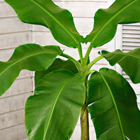 Banana plant  Musa basjoo incl. Elho decorative pot, green