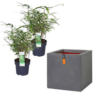 2 Bamboo Fargesia rufa incl. Capi decorative pot, grey - Hardy plant