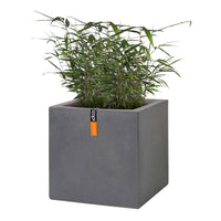 2 Bamboo Fargesia rufa incl. Capi decorative pot, grey - Hardy plant