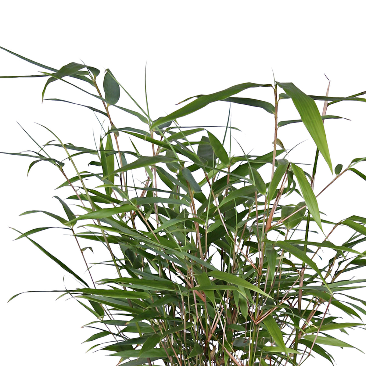 2 Bamboo Fargesia rufa incl. Capi decorative pot, grey - Hardy plant
