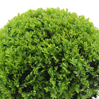 Buxus sempervirens including Capi decorative pot, black - Hardy plant