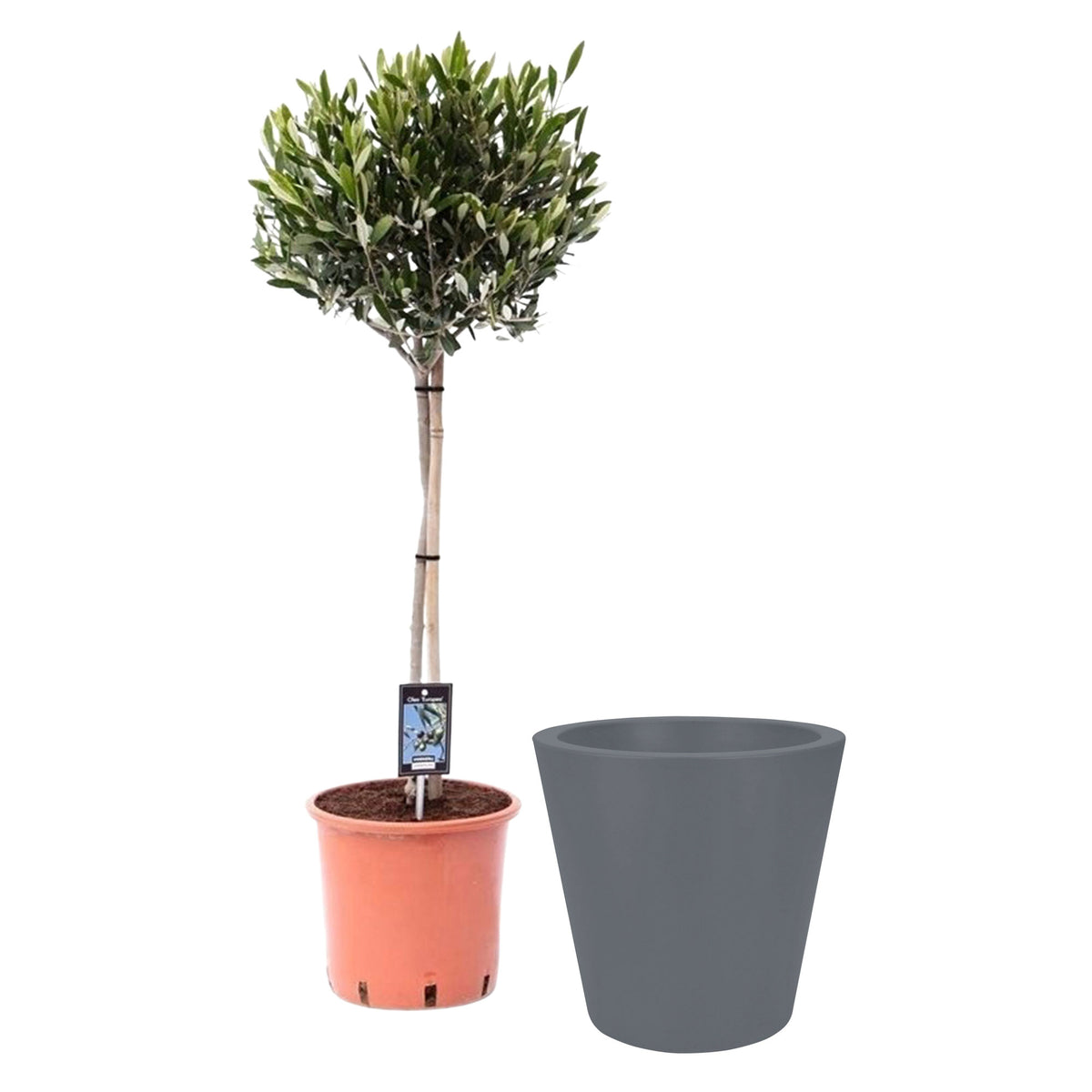 Olive tree Olea europeana including Elho decorative pot