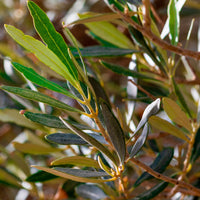 Olive tree Olea europeana including Elho decorative pot