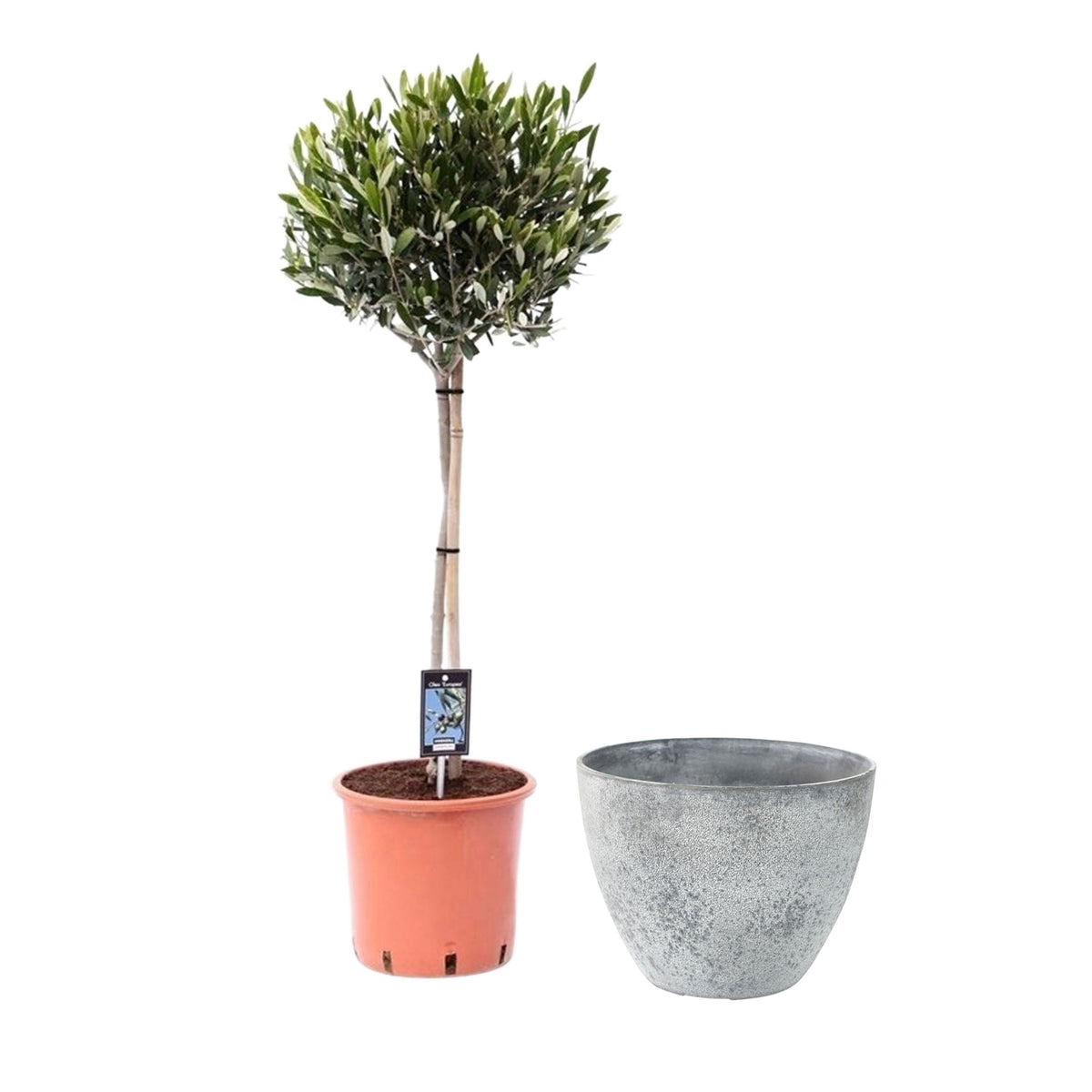 Olive tree Olea europeana including TS decorative pot, grey
