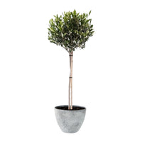 Olive tree Olea europeana including TS decorative pot, grey
