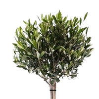 Olive tree Olea europeana including TS decorative pot, grey