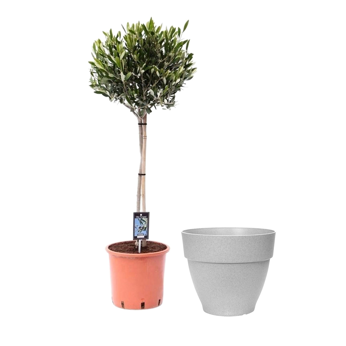Olive tree Olea europeana including Elho decorative pot, grey