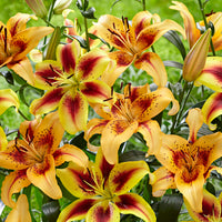 5x Lilies Lilium 'Hotel California' + 'Viva la Vida' red-orange-yellow Organic