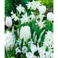 40x Flower bulbs - Mix 'Border Garden White' white