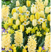 40x Flower bulbs - Mix 'Border Garden Yellow' yellow