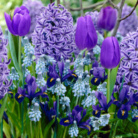 40x Flower bulbs - Mix 'Border Garden Blue' blue