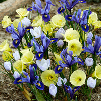 40x Flower bulbs - Mix 'Early Bird' blue-purple-yellow