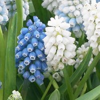 50x Blue grape hyacinths Muscari - Mix 'Spring Hill Blend' blue-white
