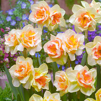 15x Large-flowered Daffodils Narcissus 'Sweet Ocean' white-orange