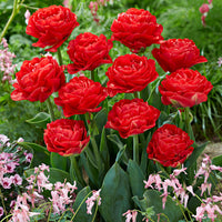 20x Tulips Tulipa 'Pamplona' red