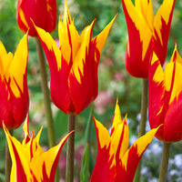 12x Tulips Tulipa 'Fire Wings' red-yellow