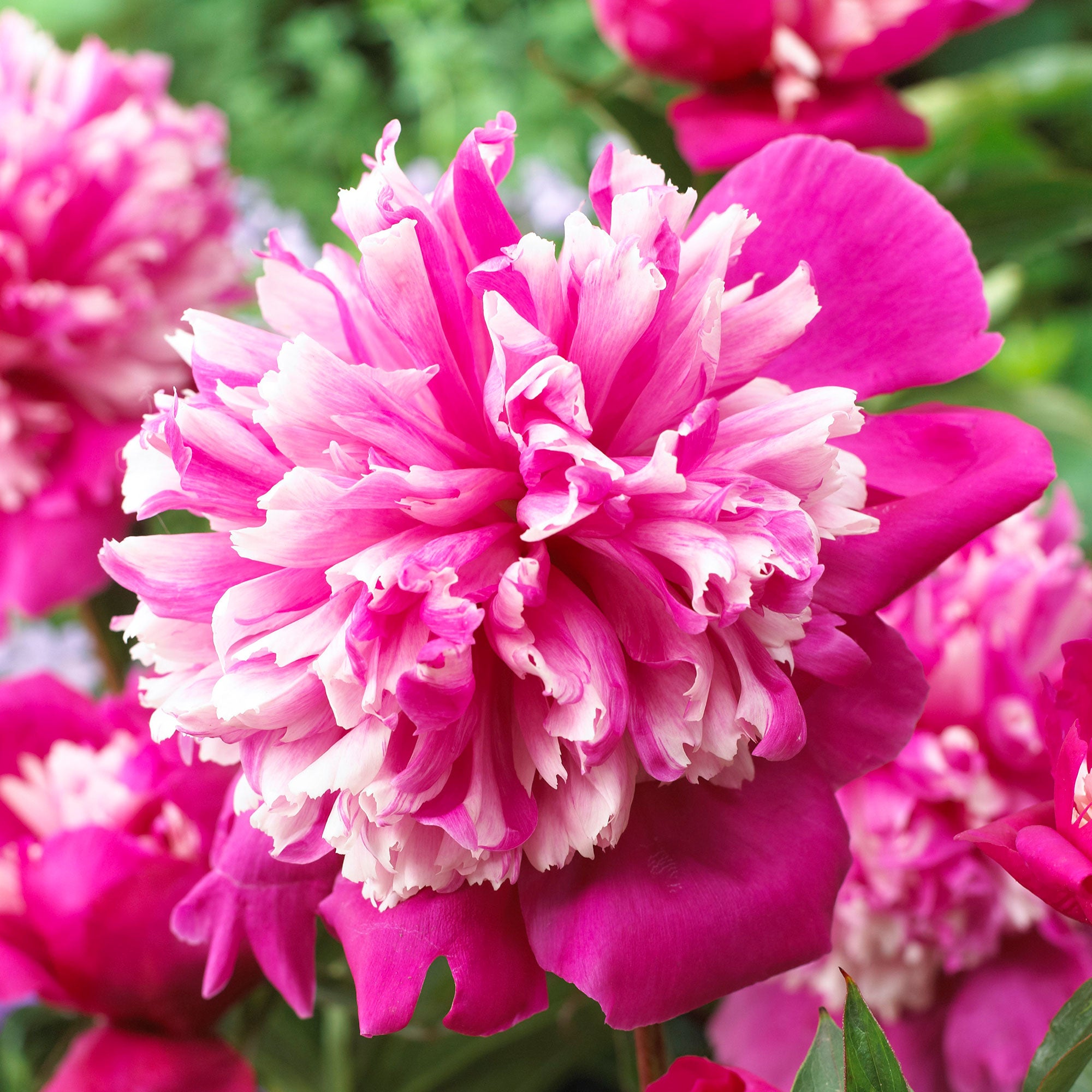 Buy hardy perennial Peonies Paeonia 'Celebrity' purple-pink - Bare ...