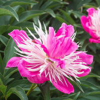 Peonies Paeonia 'Fantastic' pink - Bare rooted - Hardy plant