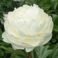 Peonies Paeonia 'Snow Mountain' white - Bare rooted - Hardy plant
