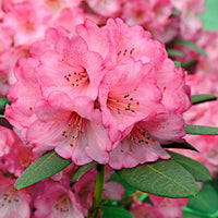 Rhododendron 'Wine & Roses' pink - Hardy plant