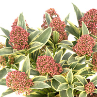 Japanese Skimmia 'Mystic Marlot' - Hardy plant
