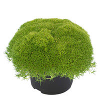 Match & Moss 'Pine Green' - Hardy plant