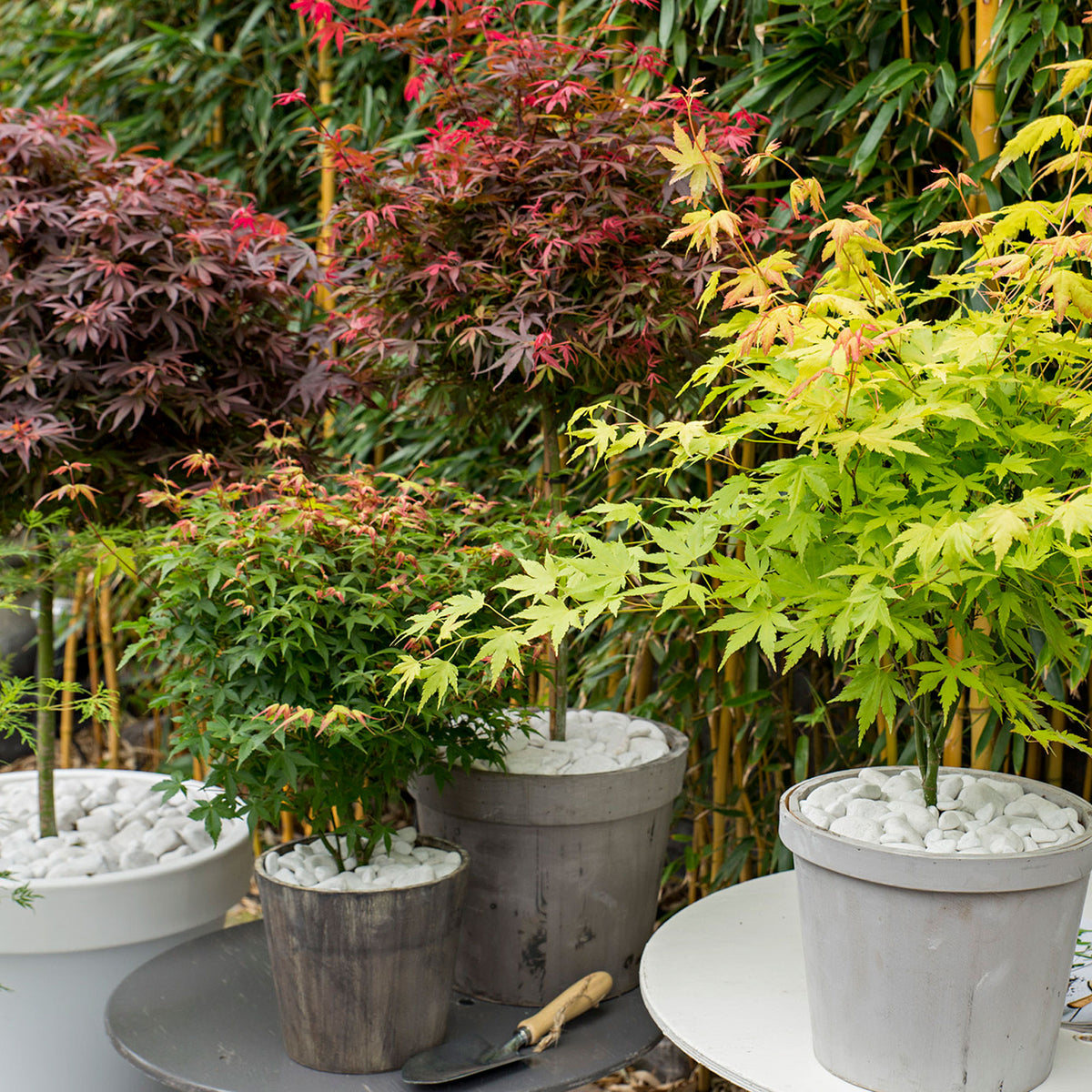 4x Japanese maple Acer palmatum - Mix 'Colorful Leaves' Orange-Purple-Green-Red - Hardy plant