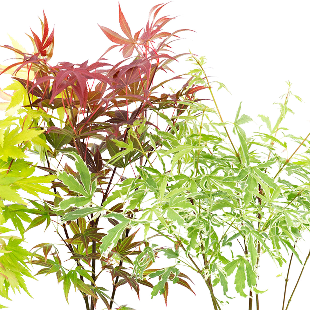 4x Japanese maple Acer palmatum - Mix 'Colorful Leaves' Orange-Purple-Green-Red - Hardy plant