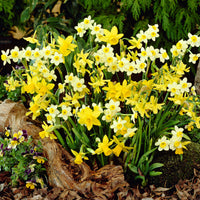 100x Flower bulbs - Mix '6 Months of Flowers' Mix