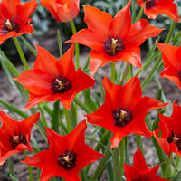 100x Flower bulbs - Mix '6 Months of Flowers' Mix