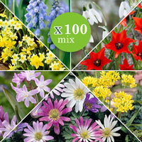 100x Flower bulbs - Mix '6 Months of Flowers' Mix