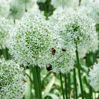15x  Allium 'Mount Everest' White