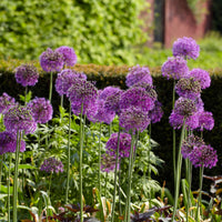 15x Allium 'Purple Sensation' Purple