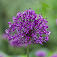 15x Allium 'Purple Sensation' Purple